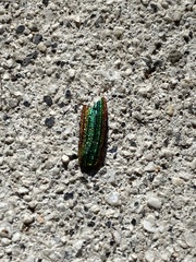 Buprestis aurulenta