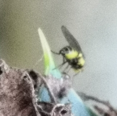 Agromyzidae