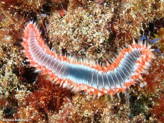 Hermodice carunculata