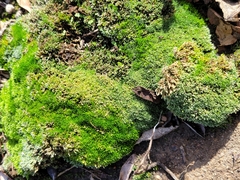 Leucobryum glaucum