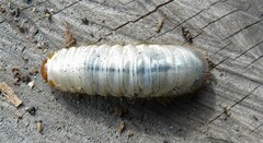 Melolontha melolontha