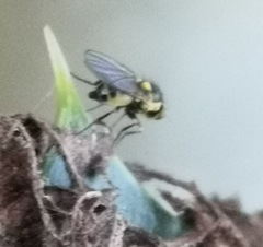 Agromyzidae