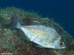 Spondyliosoma cantharus