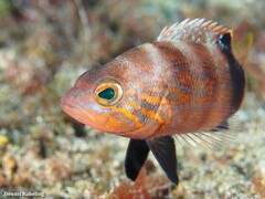 Serranus hepatus
