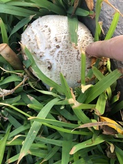 Chlorophyllum