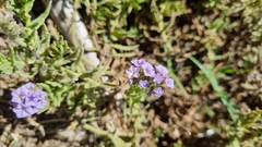 Heliotropium amplexicaule