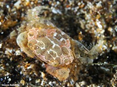 Nanocassiope melanodactylus