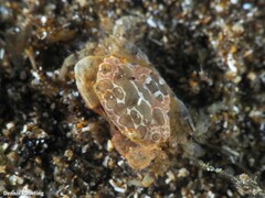 Nanocassiope melanodactylus