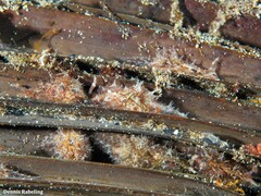 Stylocheilus polyomma