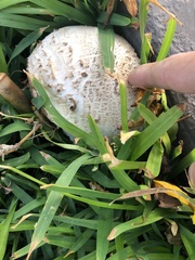 Chlorophyllum