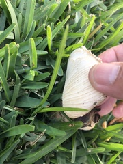 Chlorophyllum