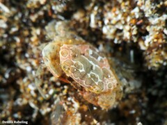 Nanocassiope melanodactylus