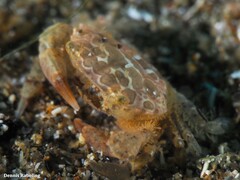 Nanocassiope melanodactylus