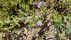 Heliotropium amplexicaule