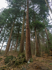Pseudotsuga menziesii