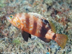 Serranus hepatus