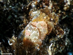 Nanocassiope melanodactylus