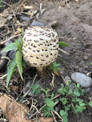 Chlorophyllum molybdites