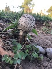 Chlorophyllum molybdites