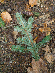 Pseudotsuga menziesii