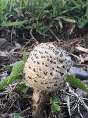 Chlorophyllum molybdites