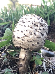Chlorophyllum molybdites