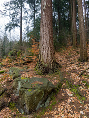 Pseudotsuga menziesii