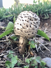 Chlorophyllum molybdites
