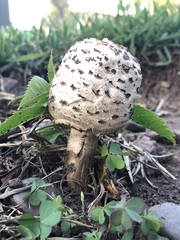 Chlorophyllum molybdites