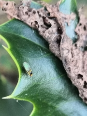 Agromyzidae