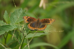 Junonia evarete