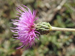 Cirsium tuberosum