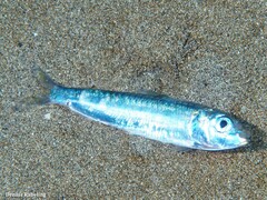 Sardina pilchardus