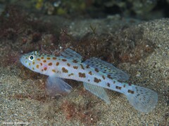 Thorogobius ephippiatus