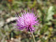 Cirsium tuberosum
