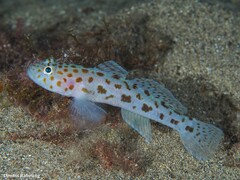 Thorogobius ephippiatus
