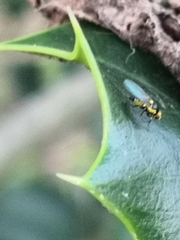 Agromyzidae