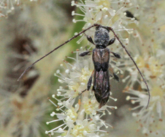 Molorchus bimaculatus