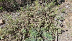 Heliotropium amplexicaule