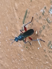 Sciomyzidae
