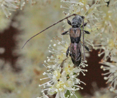 Molorchus bimaculatus