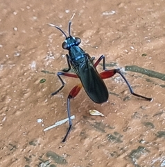 Sciomyzidae