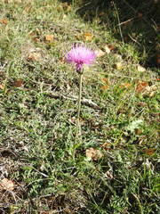 Cirsium tuberosum