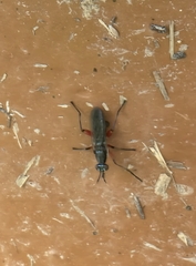 Sciomyzidae