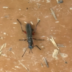 Sciomyzidae