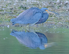 Egretta tricolor image