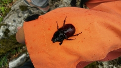 Oryctes nasicornis ameliae