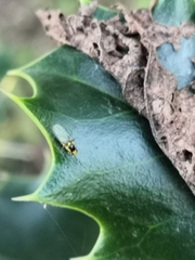 Agromyzidae