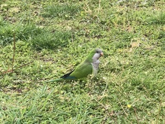 Myiopsitta monachus