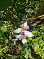 Trimezia gracilis